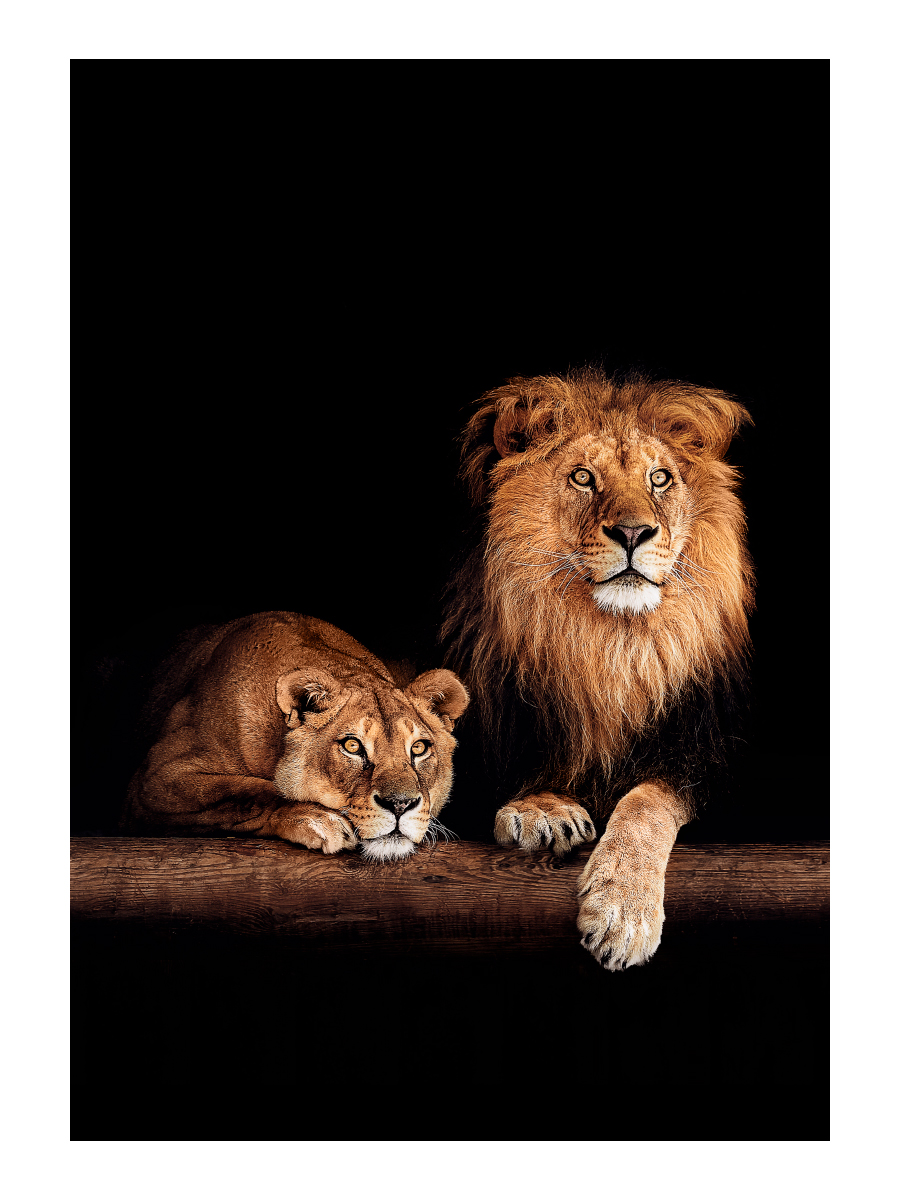 Картина на холсте 40x57 см "Лев и львица", ПринтДекор, PR-PH-182
