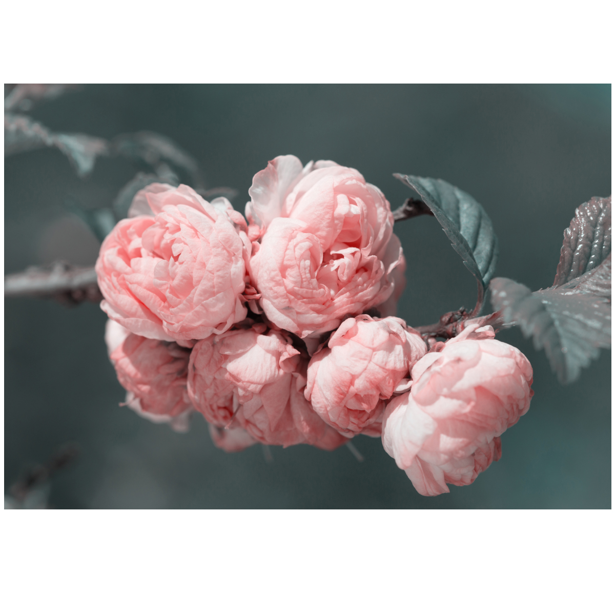 Картина на холсте 57x40 см "Бутоны розовых цветков на ветке", HE-111-005
