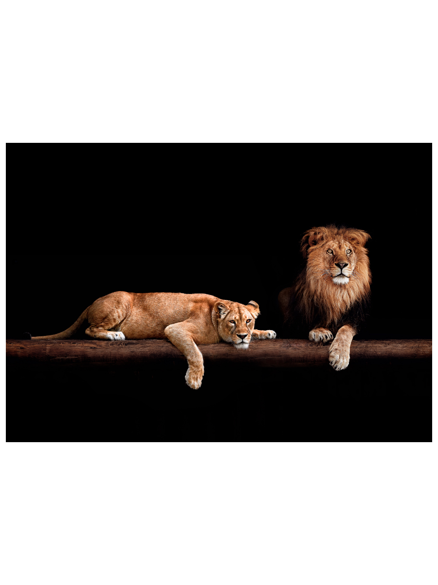 Картина на холсте 57x40 см "Лев и львица", ПринтДекор, PR-PH-201