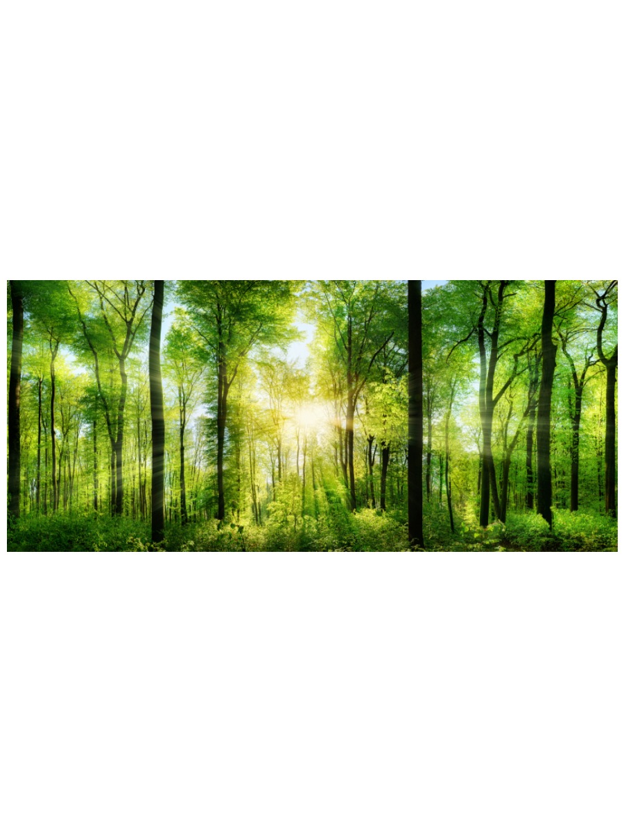 Картина на холсте 90x40 см "Солнечный лес", ПринтДекор, PR-PH-225