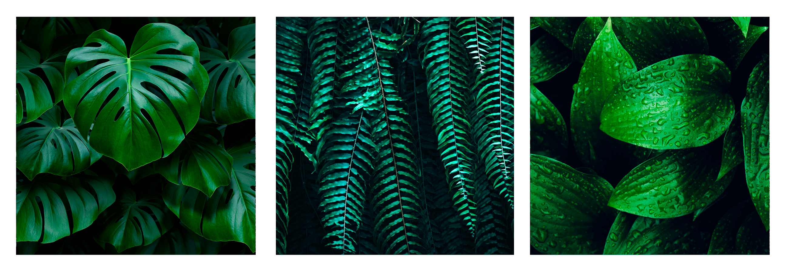 Набор из 3-х картин на холсте "Тропические листья", 30х30 см,  ПринтДекор, PR-CP-136