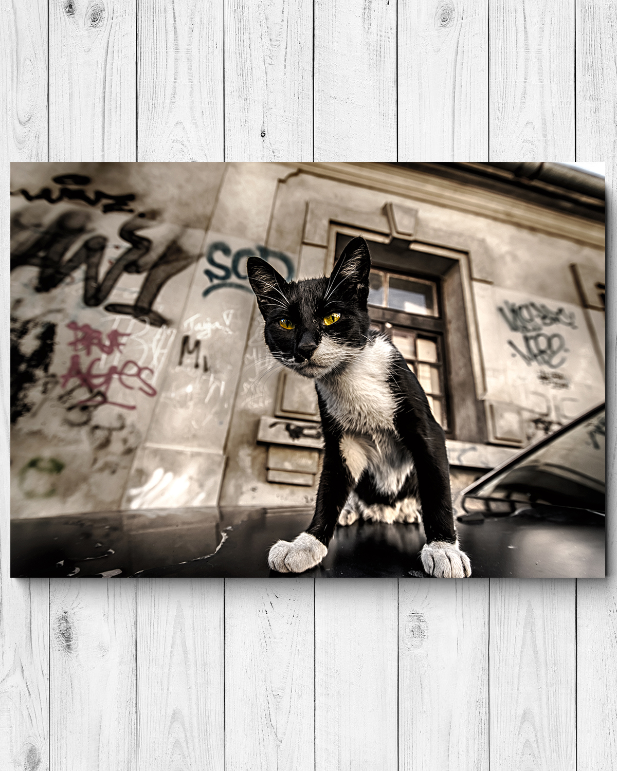 Картина на холсте 57x40 см "Дерзкий кот", ПринтДекор, PR-PH-267
