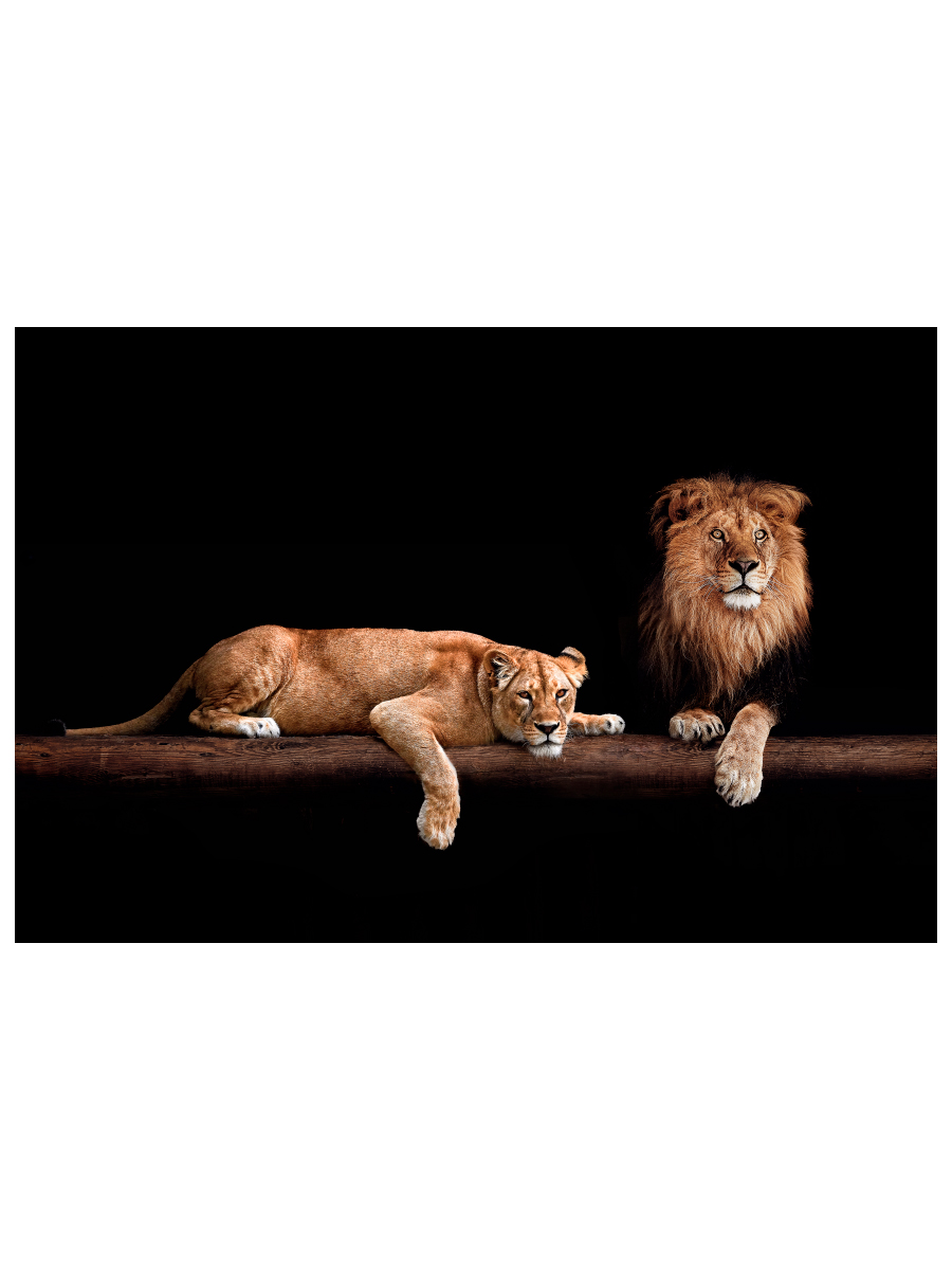Картина на холсте 90x60 см "Лев и львица", ПринтДекор, PR-PH-232